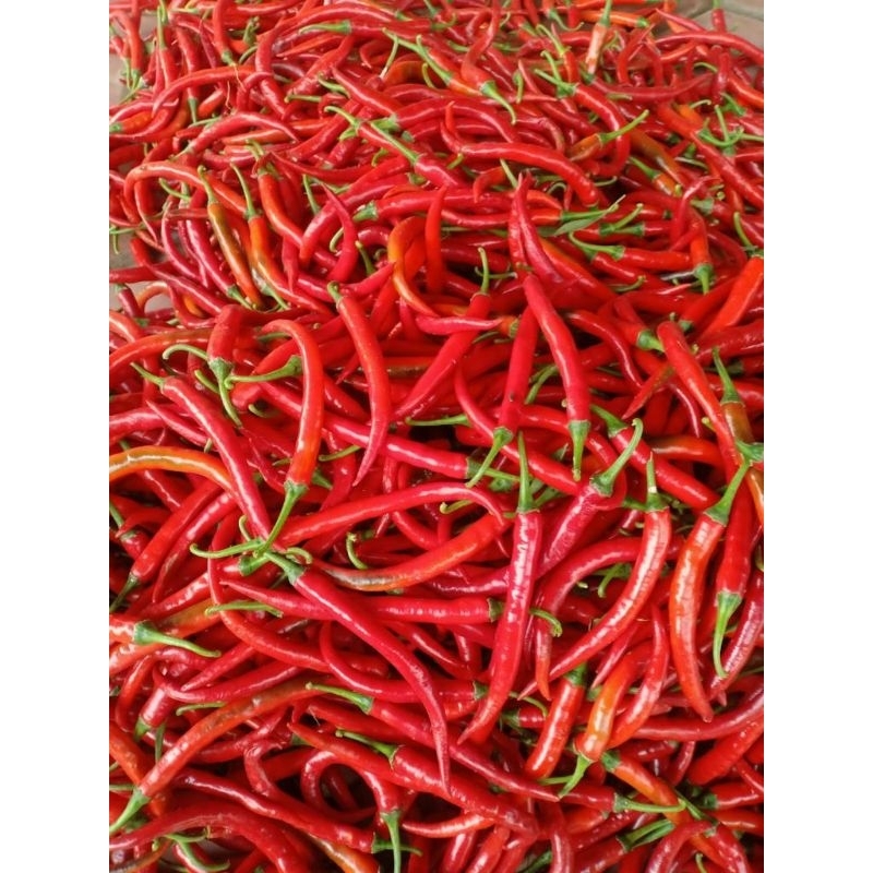 

CABE BESAR | CABE KRITING | CABE PEDAS | CABE MERAH | CABE RAWIT