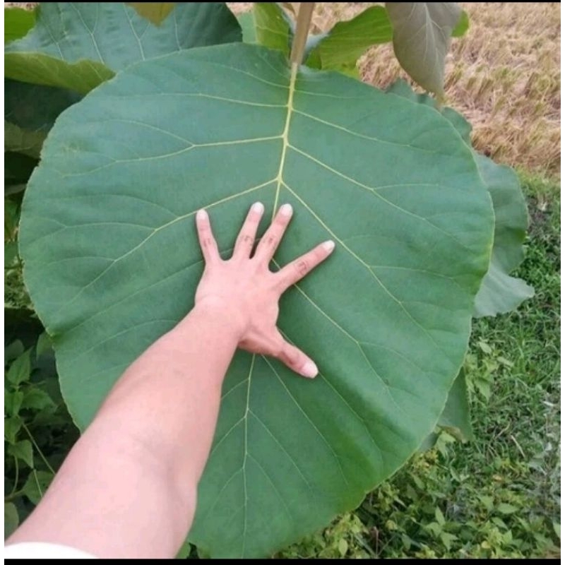 

Daun jati segar 1 kg | Bungkus daun | Daun segar | Packing makanan