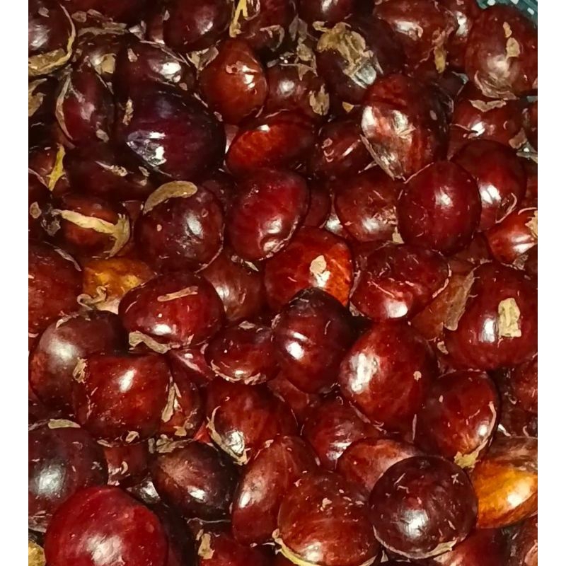 

Jengkol tua kualitas super 1kg
