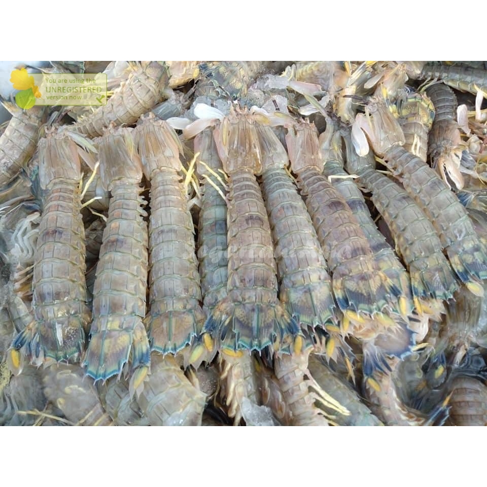 

Udang Ronggeng Segar Udang Mantis Shrimp 1Kg