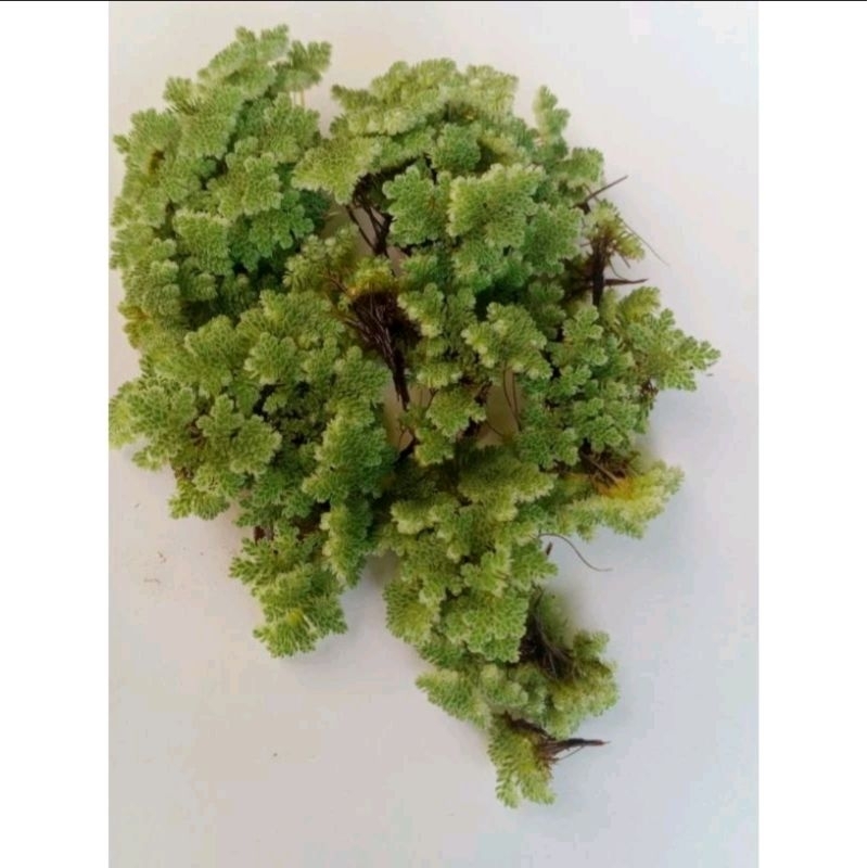 Bibit Azolla Azola Microphyla Pinnata Pakan Ikan Ayam Kelinci Aquascape Aquarium