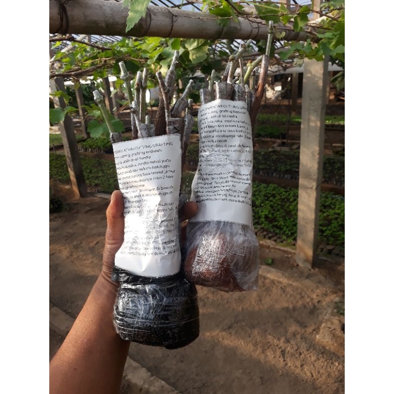 cutting grafting anggur import