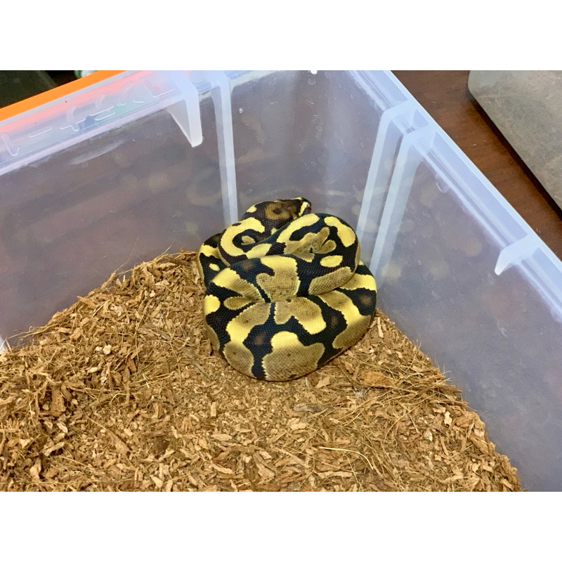 (M) Fire Ball Python [2023010310]