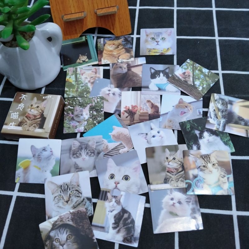 

insfera | stiker | tema : foto kucing | 45 pcs