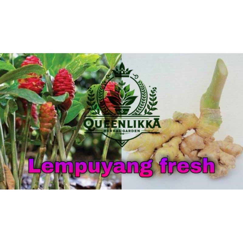 

lempuyang | Puyang segar 100% organik murah 1 kg
