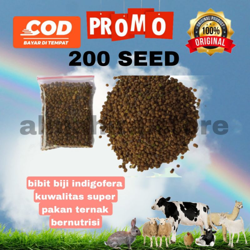 BENIH BIJI INDIGOFERA ISI 200 BIJI BIBIT INDIGOFERA SUPER
