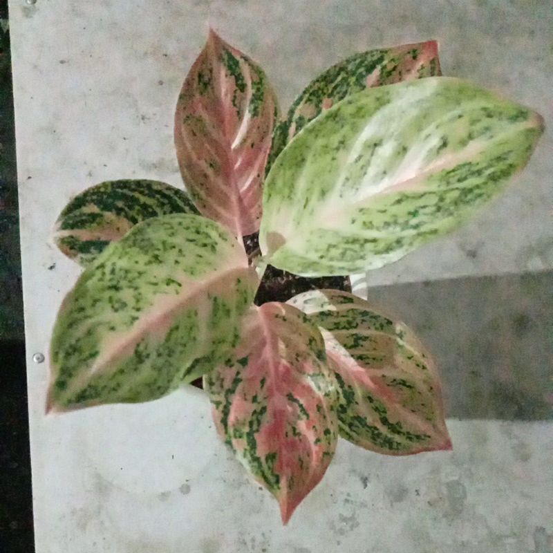 aglaonema bidadari