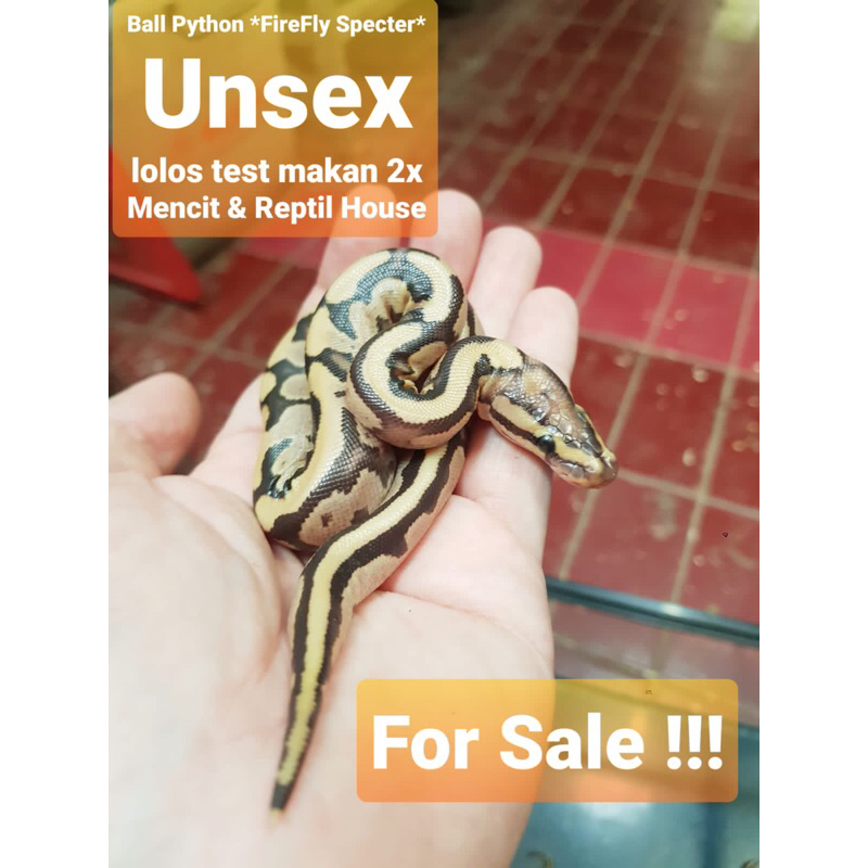 Ball Python FireFly Specter,,Unsex