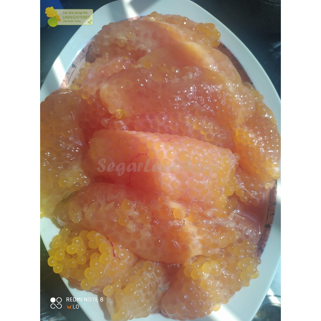 Telur Ikan Sebilang Telor Ikan Sembilang 1Kg