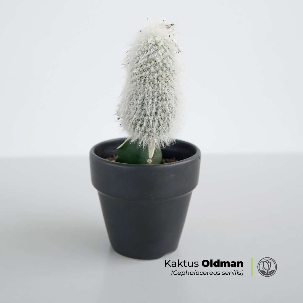 Kaktus Oldman