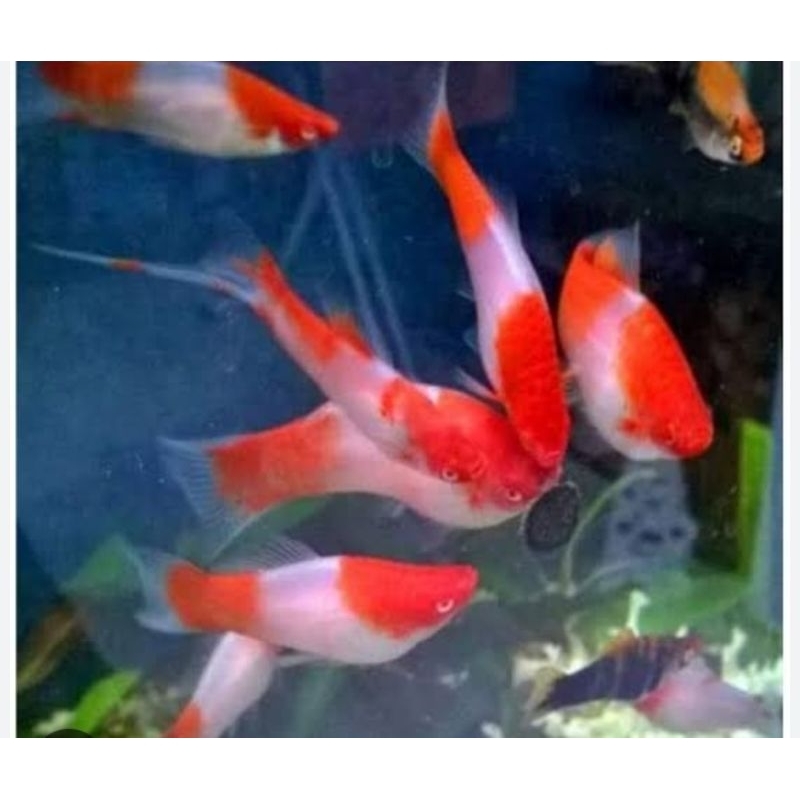 hiasan aquarium platy kohaku