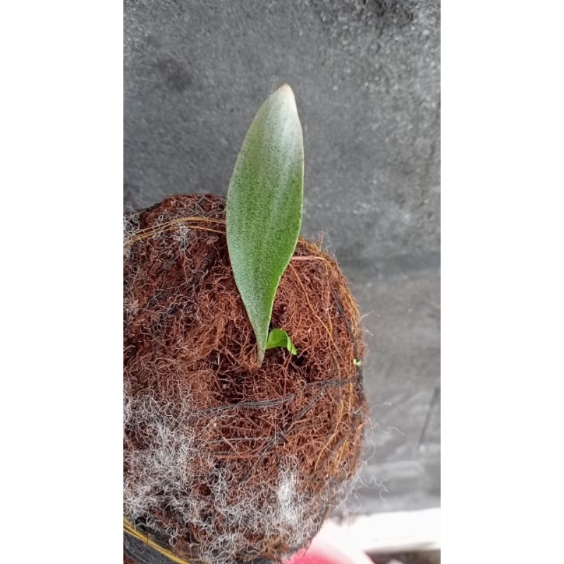 Platycerium veitchi blue