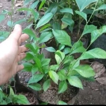 Tanaman daun teh tehan tanaman pagar teh tehan perbatang