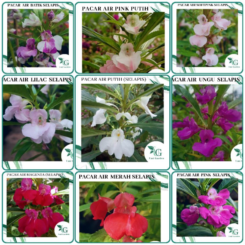 Aneka warna Benih Biji Bunga Pacar Air Selapis Impatiens Balsamina Putih Pink Merah Ungu Magenta Bat