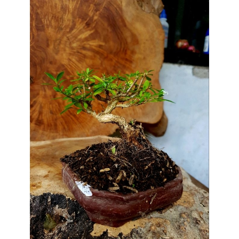 bonsai mame bonsai shito