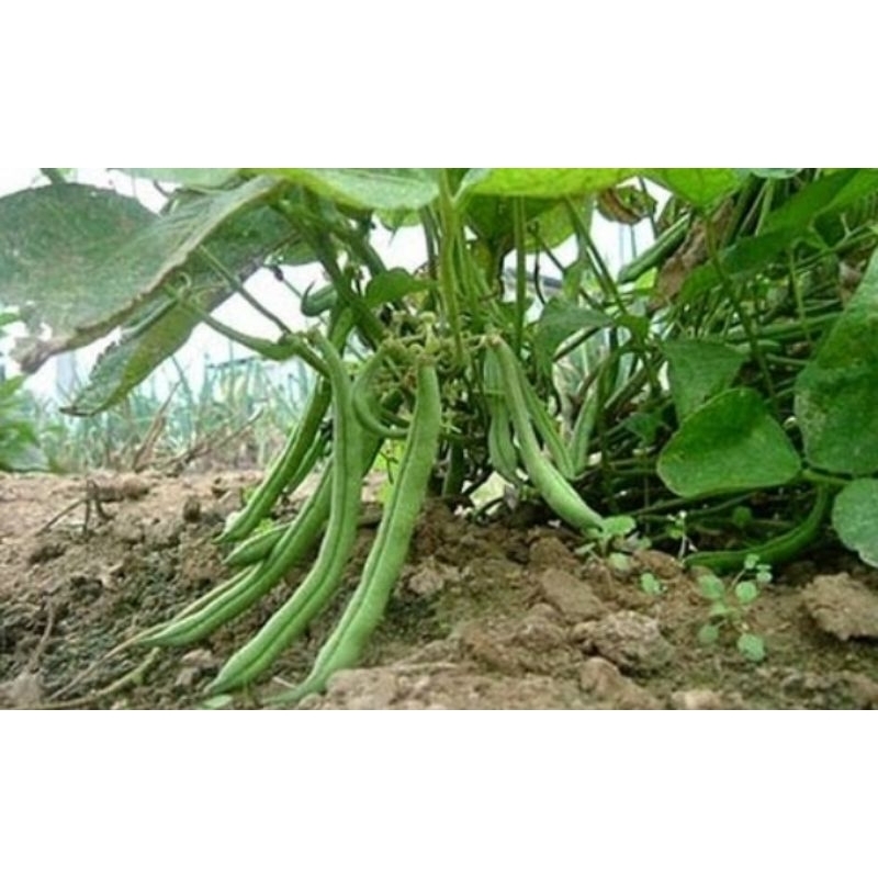 benih buncis kenya/baby