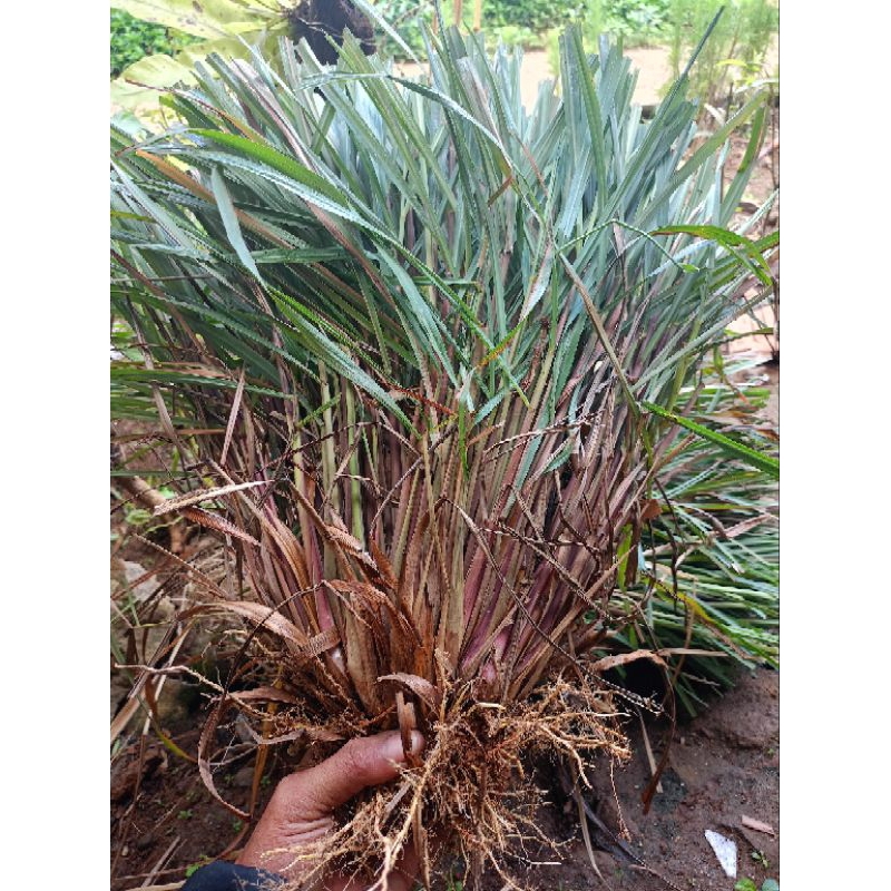 

Sereh Wangi perbatang bibit tanaman