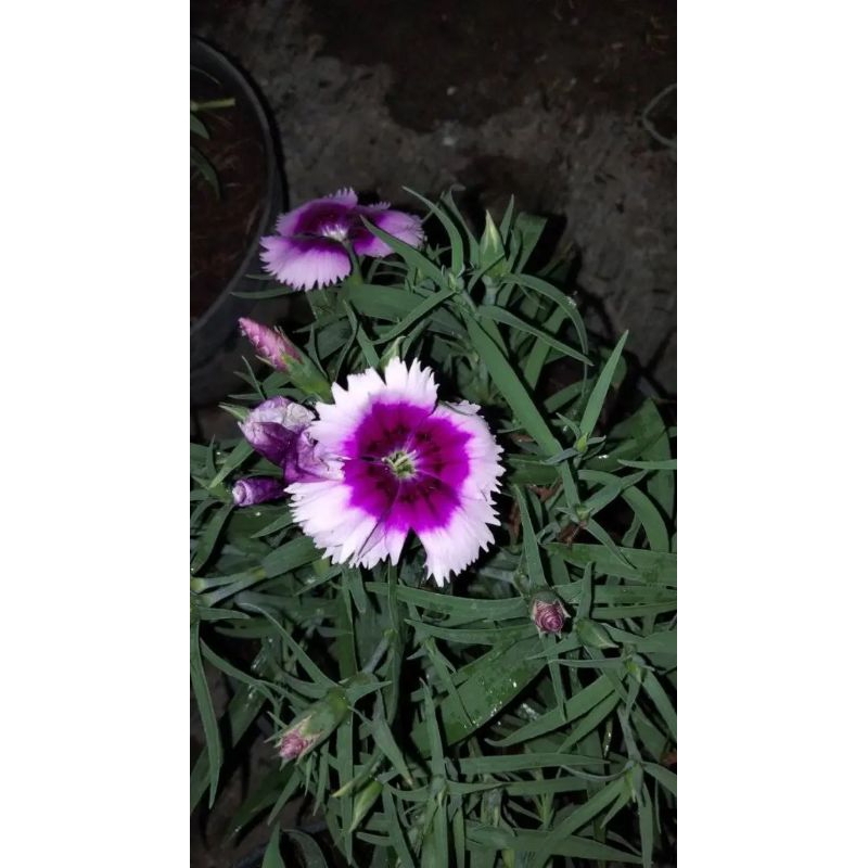 Bunga ANYELIR
