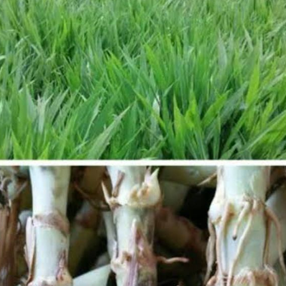 COD Rumput Odot / Bibit Rumput Odot - Bibit Tanaman Rumput Odot / Rumpit Odot Pakan Ternak