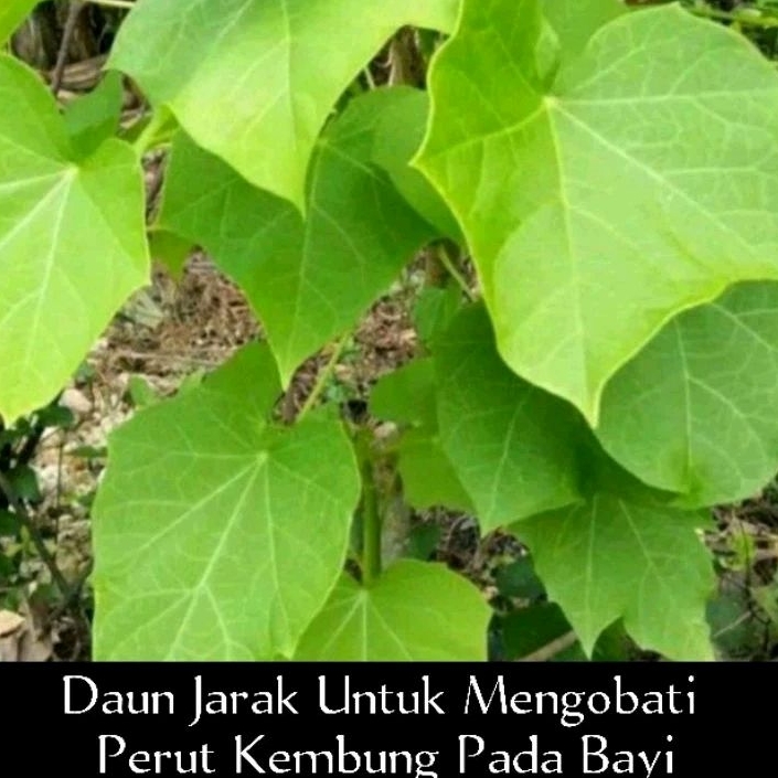 

Daun Jarak Pagar, Daun Jarak Segar, Harga Perlembar