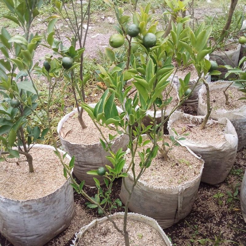 

jeruk shantang madu berbuah lebat