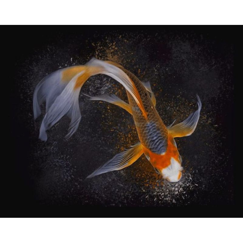 koi slayer kumpay 20-25cm