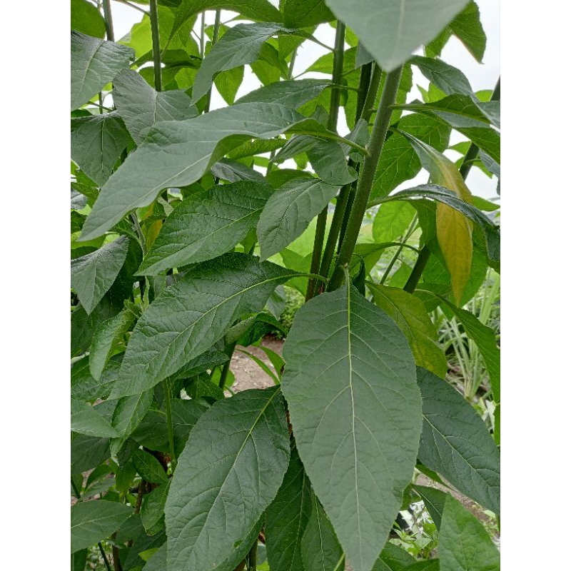 

Daun Afrika Segar 50 lembar