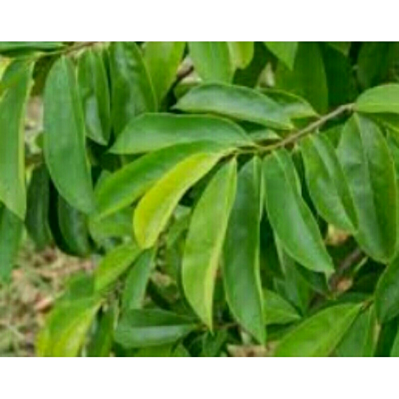 

daun sirsak segar 100 lembar