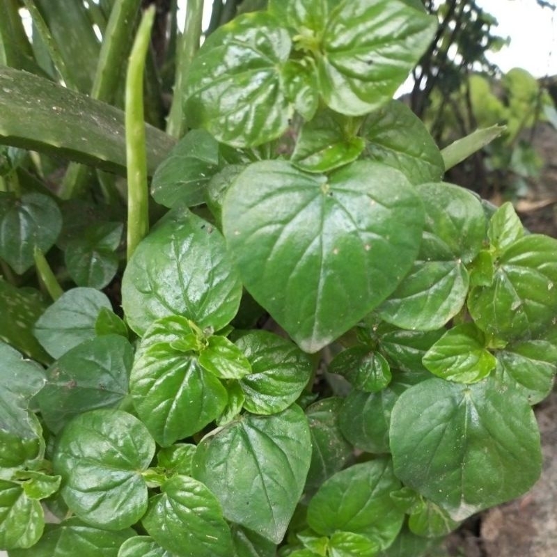 

Daun Sirih China Fresh 250 Gram Langsung Petik