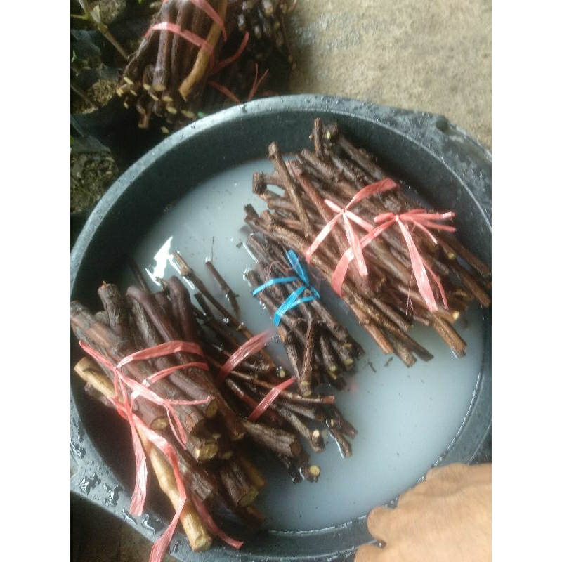

cating anggur rm dan bela