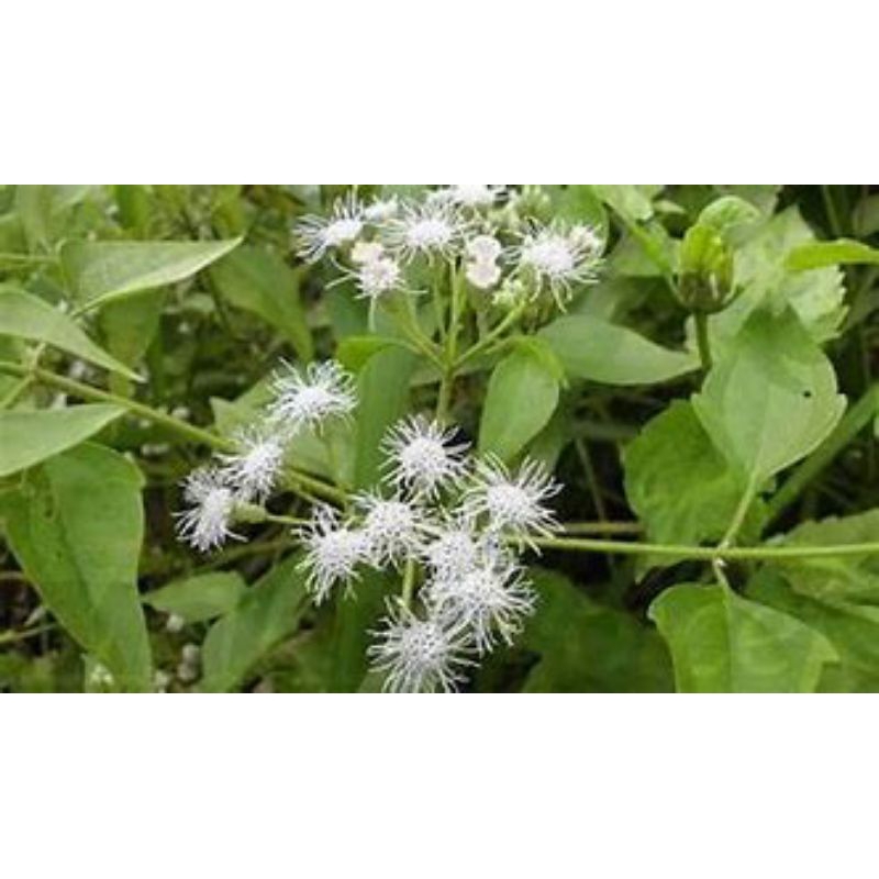 TANAMAN HERBAL DAUN BALAKACIDA | DAUN HERBAL KIRINYUH 1KG