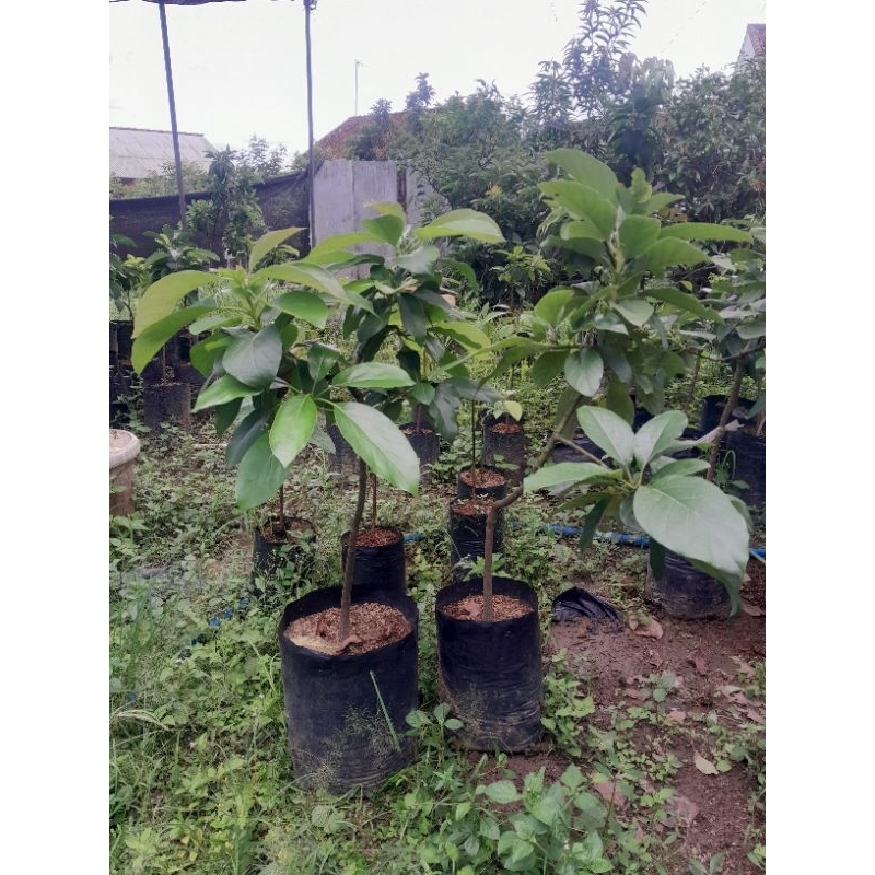 bibit alpukat kendil 1 meter,okulasi entres induk berbuah