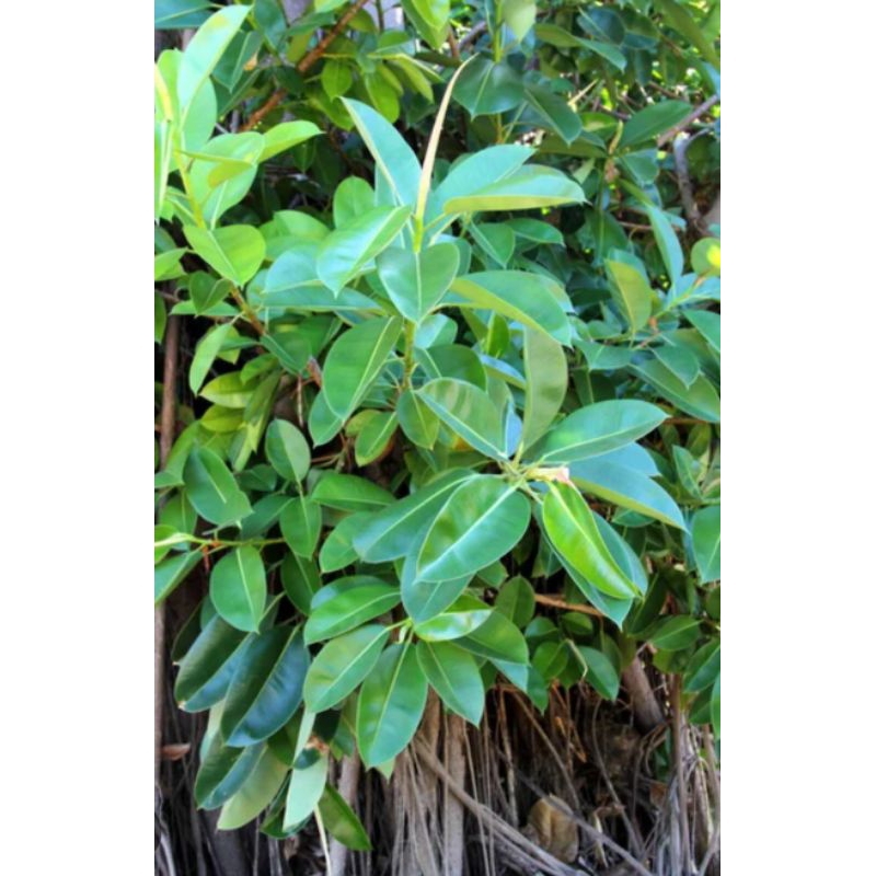 

Daun bakau asli organik berat 100g untuk obat herbal