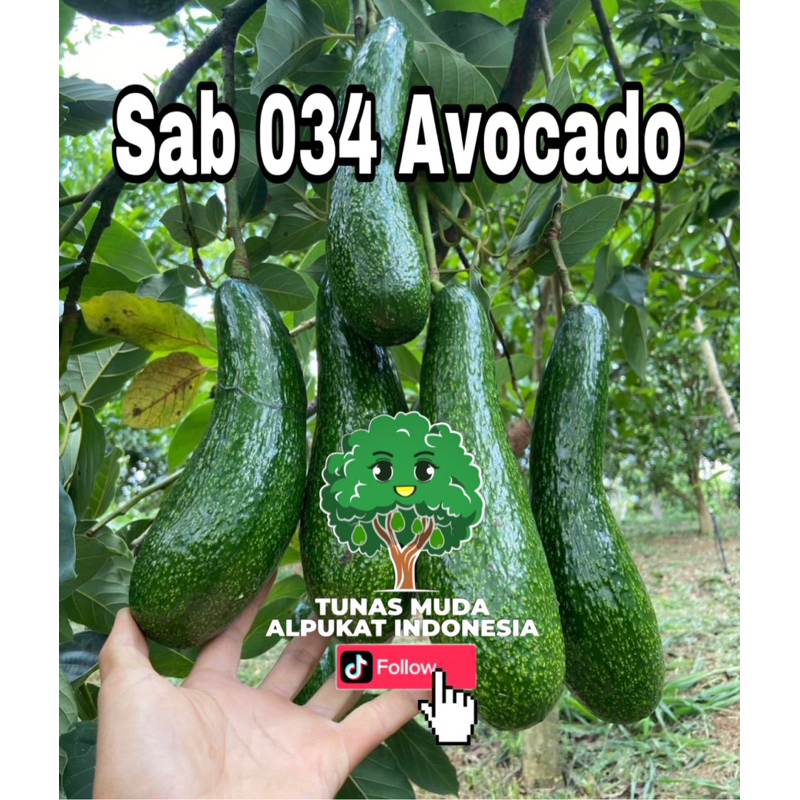 Bibit Alpukat Sab 034 Alpukat Panjang