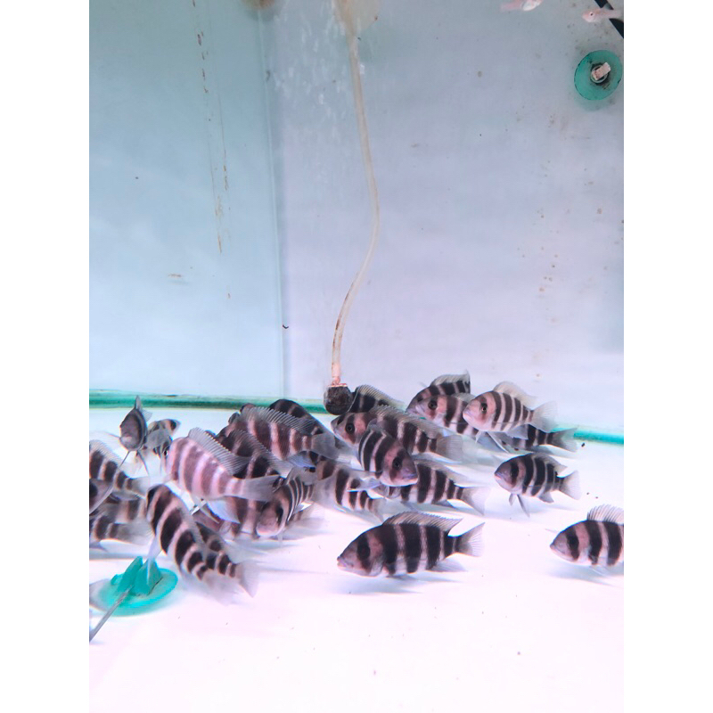 Frontosa Burundi Chiclid Cichlid / Frontosa siklid