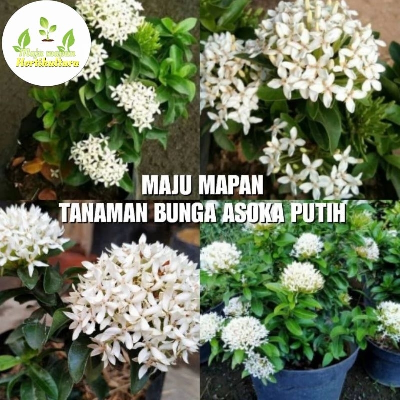 TANAMAN HIAS ASOKA PUTIH (BUNGA ASOKA PUTIH)