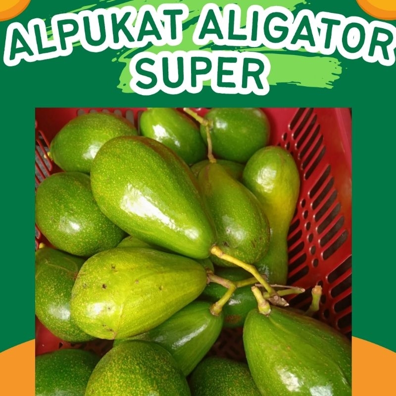 

Alpukat Mentega Aligator Super Paket Hemat 2Kg [isi 1,2,3]