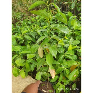 Bibit Kayu Manis SUPER UNGGULAN