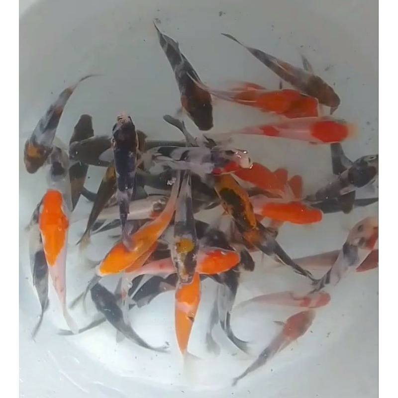 Bibit Ikan Koi murah berkualitas ukuran 7-10Cm