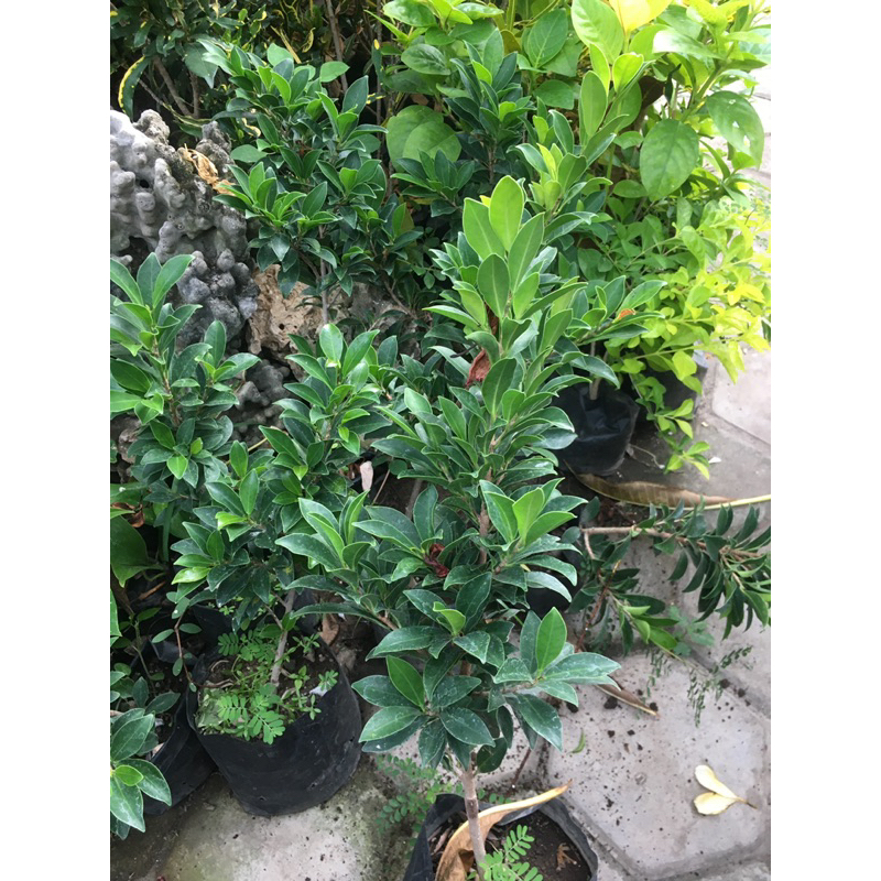 Bibit Beringin Elegan / Ficus Elegant / Bonsai Elegan