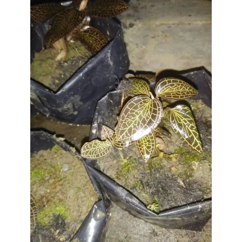 bunga.yang.hanya.tumbuh.di.bukit.kelam.kalbar