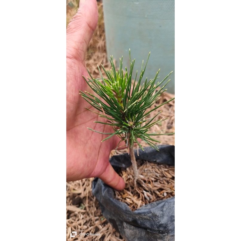 Bibit Bonsai Japanese Black Pine Semai Biji/ Pinus Thunbergii