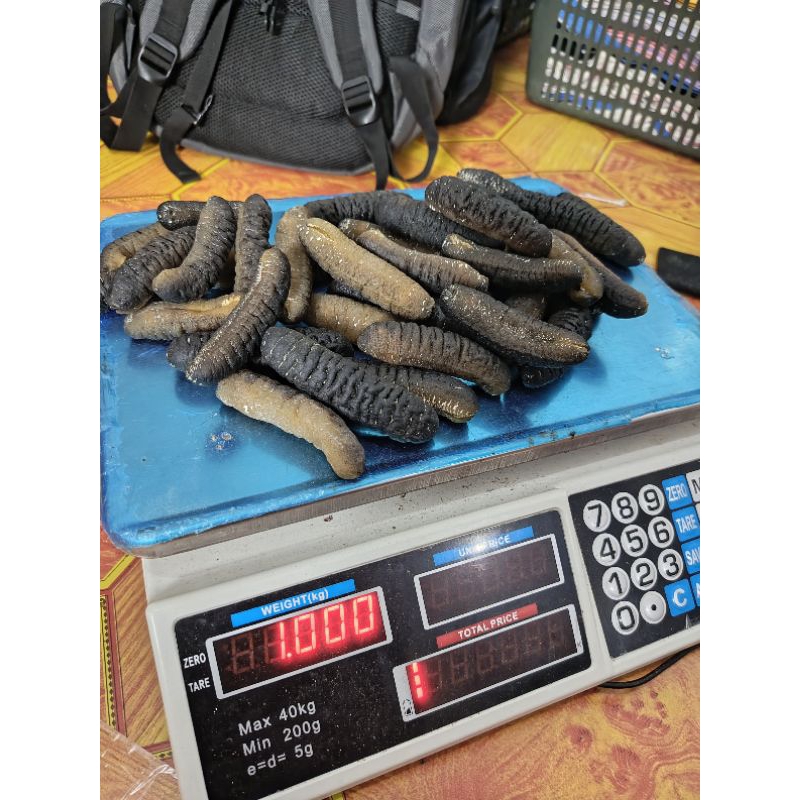 

tripang kering super 15kg