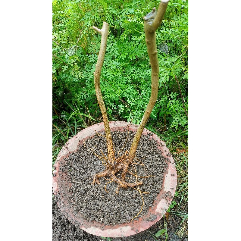 bahan bonsai Sancang dongkelan