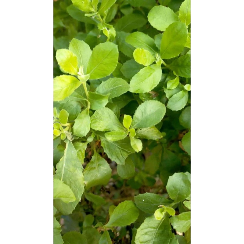 

60 lembar daun BELUNTAS SEGAR dipetik dadakan 60 lembar = RP1000