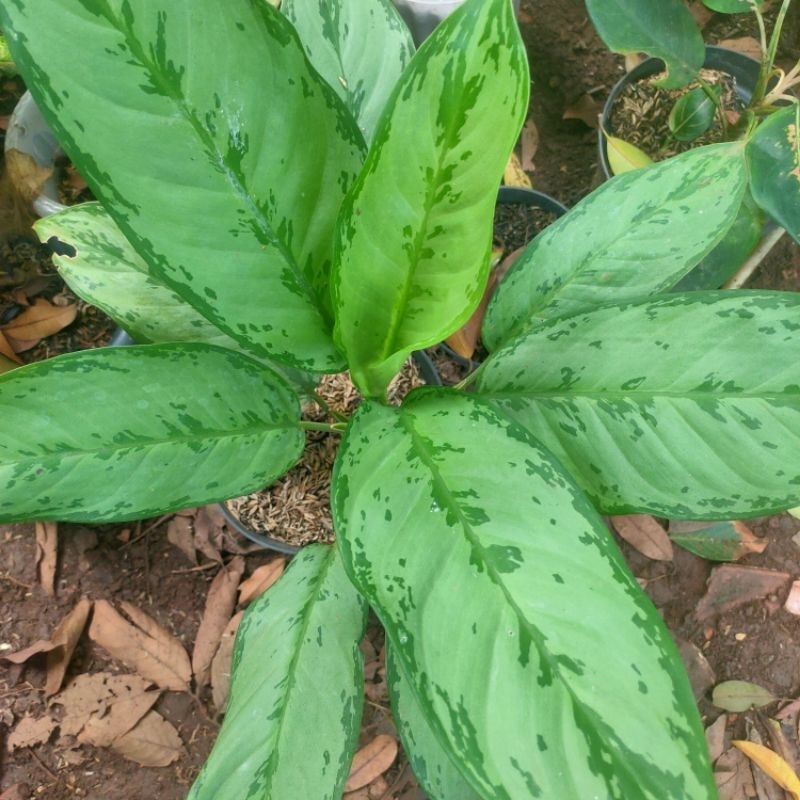 TANAMAN HIAS AGLONEMA DIVEN SRI REJEKI SILVER