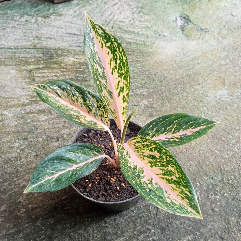 Aglonema Silver Bell