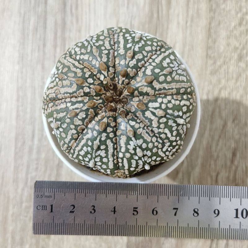 Astrophytum Asterias super Kabuto
