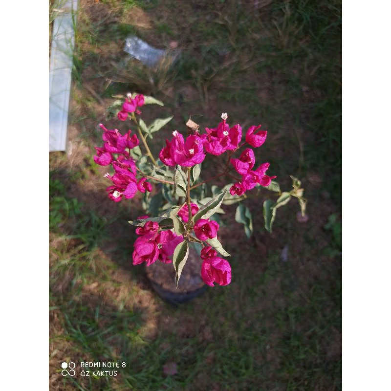 Bougenville Anggur Sufia