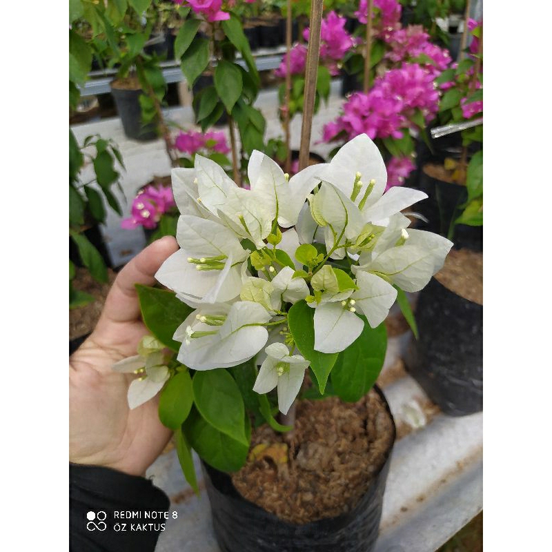 Bougenville Ekor Musang Putih